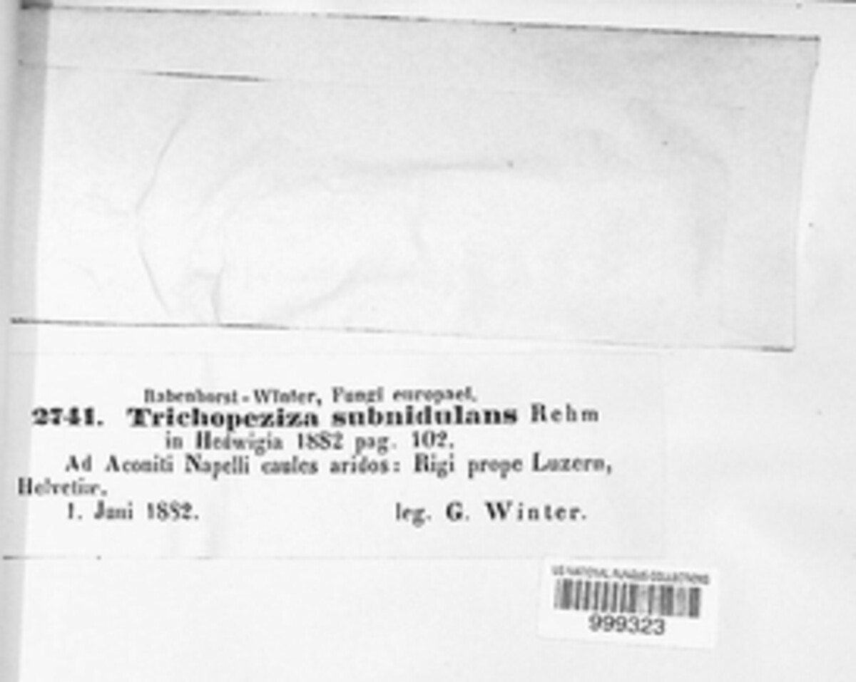 Trichopeziza subnidulans image